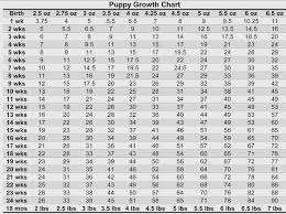 Doberman Growth Chart Goldenacresdogs Com