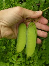 Image result for Caesalpinia decapetala