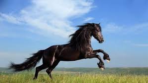 Amazing horse wallpaper free app is one of the best applications for you to experience the. Horses Wallpaper Hd New Tab Horse Themes Hd Wallpapers Backgrounds