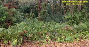 Image result for Stenochlaena