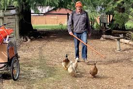 Chilliwack pest control services serving chilliwack,hope,agassiz. Video B C Entrepreneur Opens Pest Control Business With Ducks As Employees Chilliwack Progress
