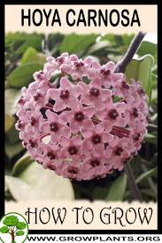 You should consider rotating them every couple of months, if you grow them indoors, to provide light. Hoya Carnosa How To Grow Care