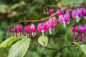 Maybe you would like to learn more about one of these? List Of Shade Garden Plants For Zones 4 To 8