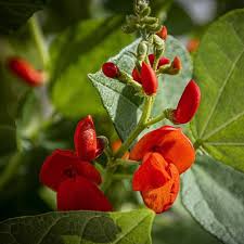 Image result for Phaseolus coccineus