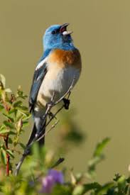 Image result for Passerina montana