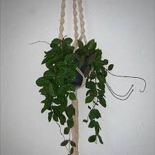 Image result for Ruellia makoyana