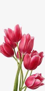 Tulip Tulip Clipart Png Transparent Clipart Image And Psd File For Free Download Tulip Painting Flower Painting Flower Drawing