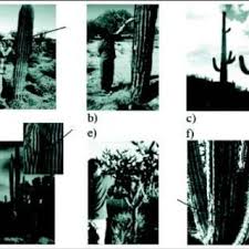 Termites can hide anywhere, including your cabinets and between walls, these services ensure all these places are sprayed and made free of termites. Pdf Termite Activity On Green Tissues Of Saguaro Carnegiea Gigantea In The Sonoran Desert
