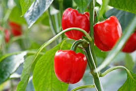 Get live ghost pepper plants here. How Long Do Pepper Plants Live Lifespan By Type The Spicy Trio