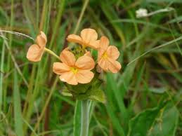 Image result for Crossandra greenstockii
