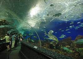 The underwater world langkawi is a vast place with many separate sections dedicated to each individual category. Best Underwater World Langkawi Tours Trips Admission Tickets