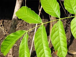 Image result for Swietenia