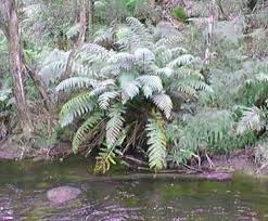 Image result for Todea