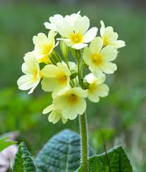 Check spelling or type a new query. Native Wild Flower Only Seeds For Dry Soil Gss Direct Ltd