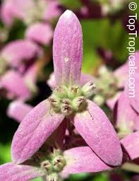 Image result for Congea