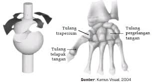 Fungsi rangka manusia ini adalah untuk pelindung dan penjaga organ organ penting yang ada. Rangka Tubuh Manusia Sendi Penyakit Dan Cara Memelihara Rangka Juragan Les