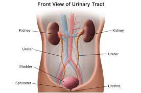 We did not find results for: Anatomy Of The Urinary System Johns Hopkins Medicine