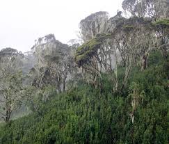 Image result for Psychotria lebrunii