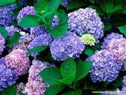 Top Ten Purple Plants To Grow In The Garden Growing Hydrangeas Hydrangea Garden Flowers Perennials