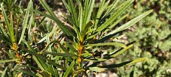 Image result for Eriosema angolense