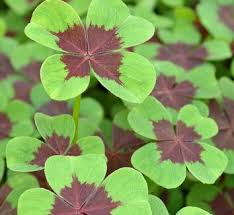 Image result for Oxalidaceae