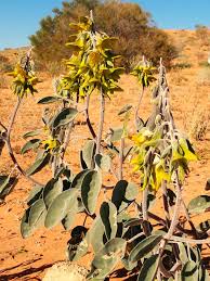 Image result for Crotalaria annua