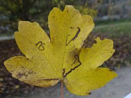 Image result for Stigmella aceris