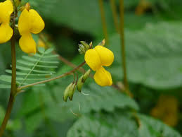 Image result for Smithia elliotii