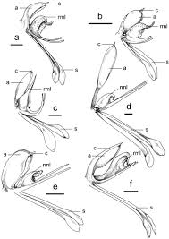 Image result for Bonatea pulchella