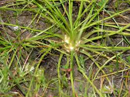 Image result for Isoetes