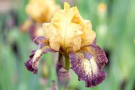 Dec 10, 2020 · iris care after bloom is very easy and can be done over several days or longer if you have a lot of them, like i do. Bearded Irises How To Grow Location Soil Disease And Planting