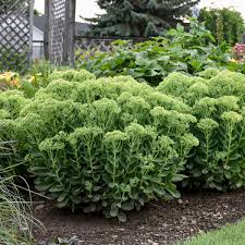 Check spelling or type a new query. Sedum Autumn Joy Herbstfreude Walters Gardens Inc