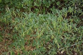 Image result for Zygophyllum leucocladum
