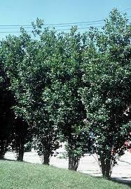 Tri City Nursery Plant Nursery Landscape Garden Center