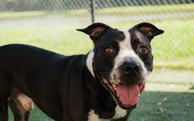 Orange county parks and recreation 4801 w. Make An Appointment To Meet Magic At The Orange County Animal Shelter Gimme Shelter Orlando Orlando Weekly