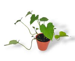 Image result for Ipomoea batatas pots