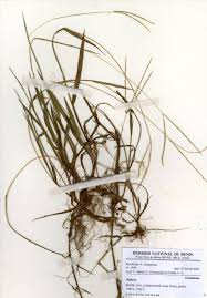 Image result for Digitaria longiflora