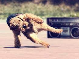 Breakdance Dancing Animals Crazy Dog Pictures Funny Animal Memes