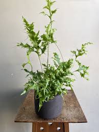 Image result for Microsorum scolopendria