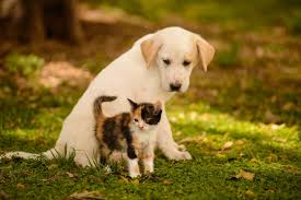 Having multiple food and water bowls, litter boxes, perches, and toys can prevent fighting over resources. Kartinka Puppy And Kitten Na Lg G5 Cute Animals Puppies Kittens And Puppies Cute Animals With Funny Captions