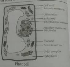 If you think about it, your local community has many parts that allow it to function properly, just like an plant cell. Plant Cell Diagram Crossword Brainly In