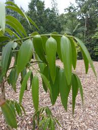 Image result for Nageia