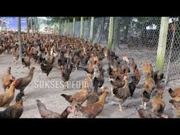 Tips Sukses Budidaya Ayam Kampung Dengan Modal Kecil Youtube Di 2020 Kata Kata Indah Kandang Ayam