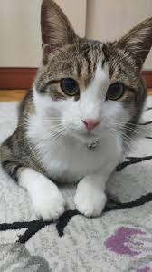 Kucuk Kuzunun Bakisi Kedi