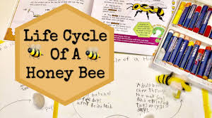 Life Cycle Of A Honey Bee Homeschool Activity