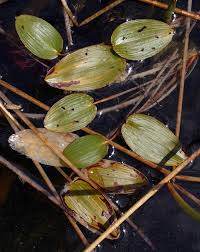 Image result for Potamogetonaceae