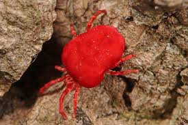 Maybe you would like to learn more about one of these? Yikes What Is That On My Window Barrier Pest Control