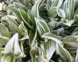 Image result for Chlorophytum pubiflorum