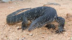 Firefox protected by a dragon. Hd Wallpaper Close Up Photograph Of Komodo Dragon Comodo Dragon Varanus Salvator Wallpaper Flare