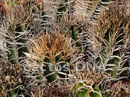 Image result for Biophytum crassipes